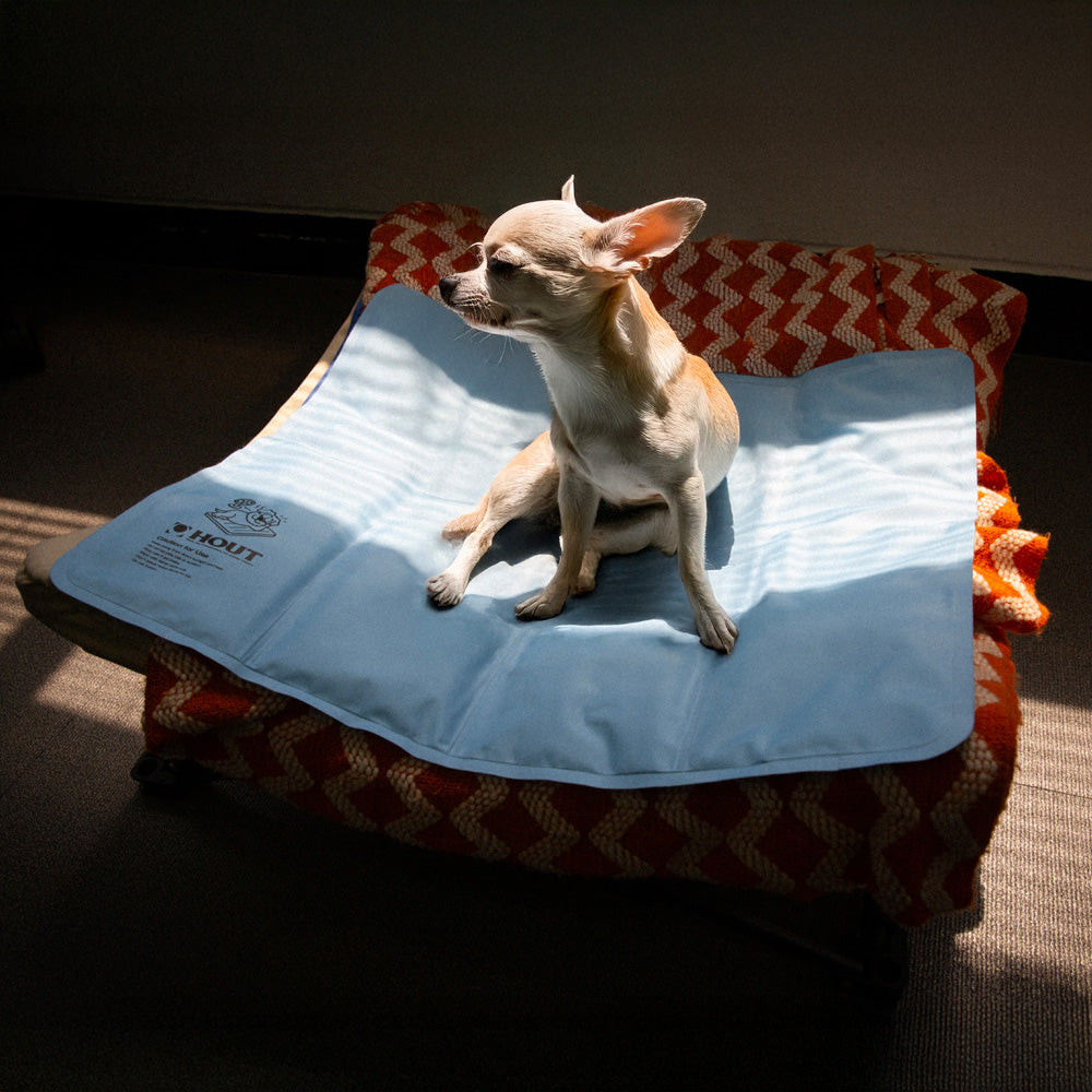 Dog Summer Heat Safety: Cars, Camp, Hot Pavement, and Heatstroke Signs