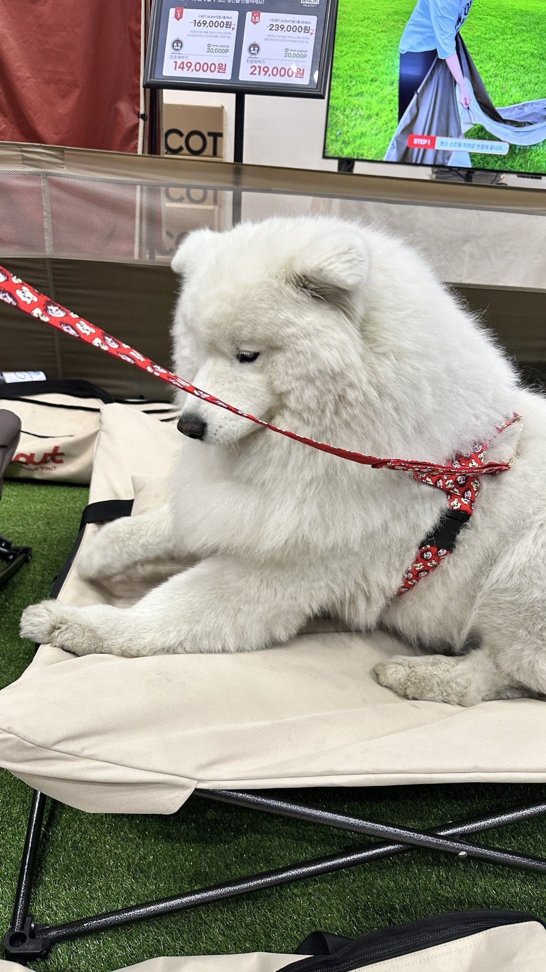 The Cot Test: Every Dog That Sat Down Stayed