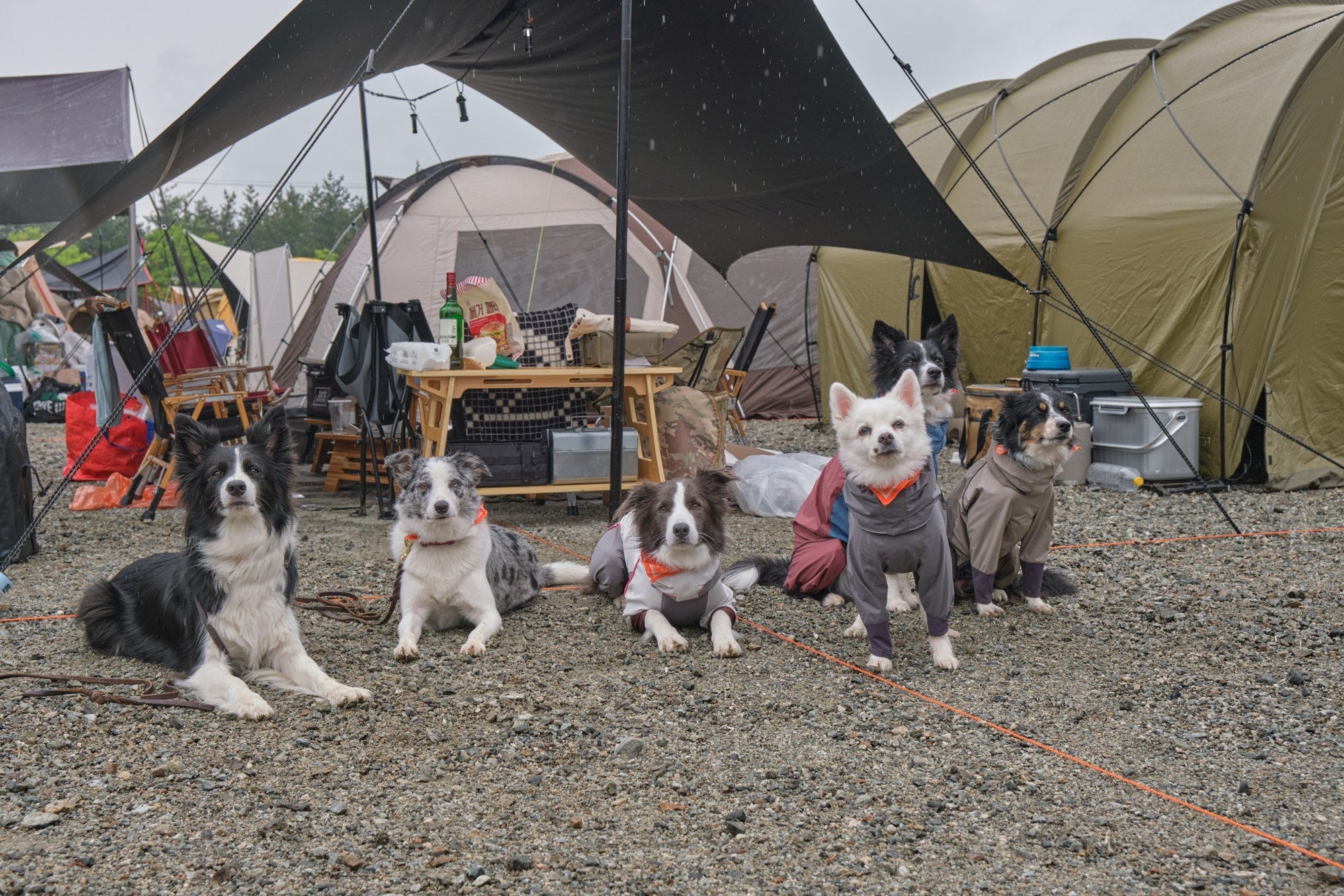 GO OUT Camp 2024: A Camping Festival Full of Dogs