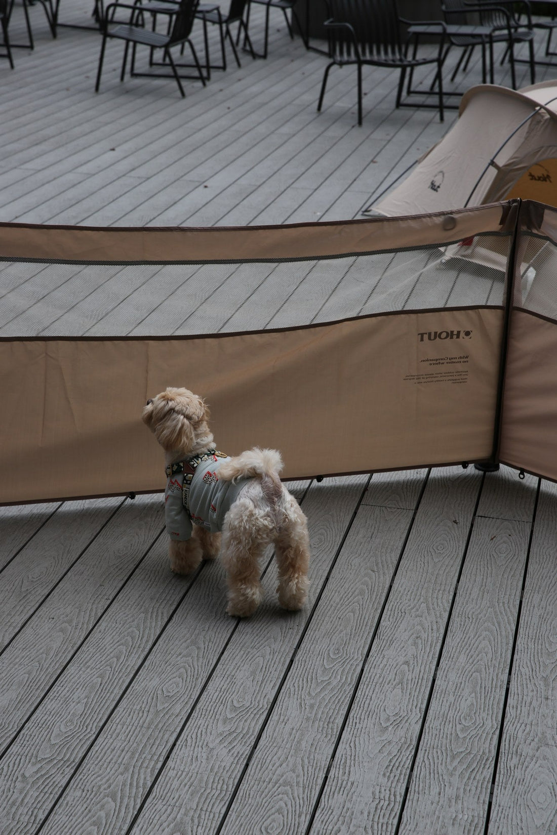 Can my dog see out of it? What the mesh top and solid bottom are for