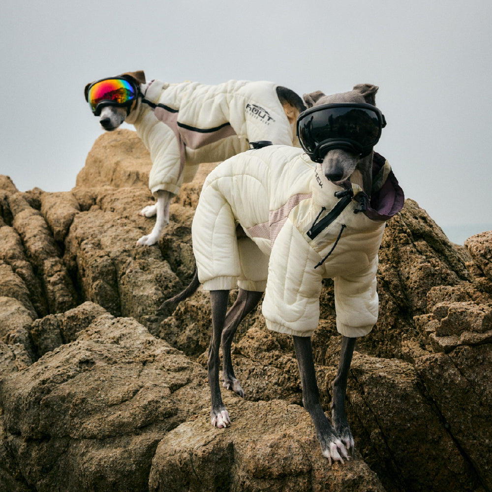 Dog Apparel