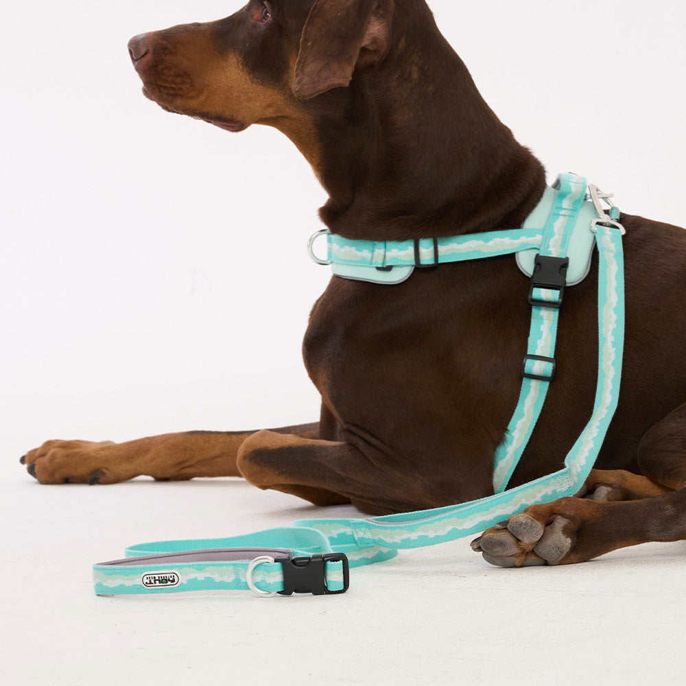 HOUT SYNC Dog Leash — 100% Cotton, 5 Colors